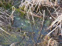 /album/bahnaci-na-slatine/p1720184-jpg/